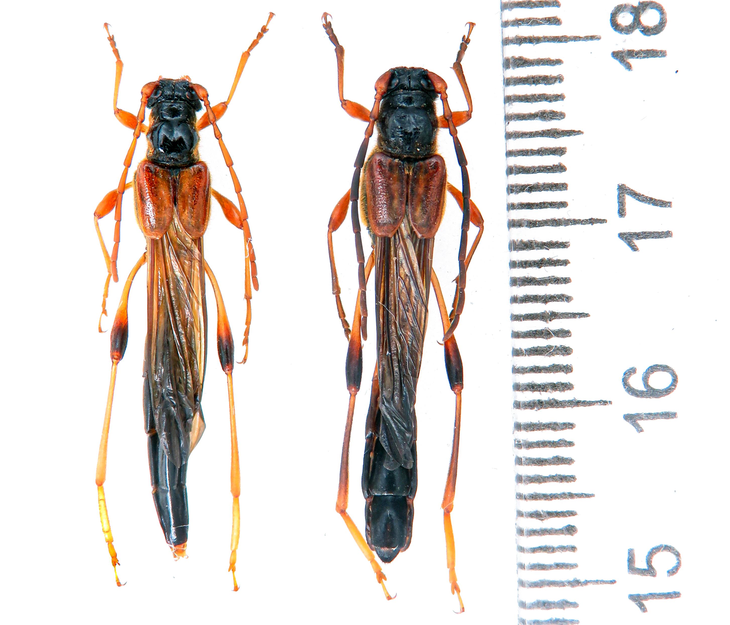Huge Necydalis Major A1 37-38 Mm, Rare Short-winged Longhorn