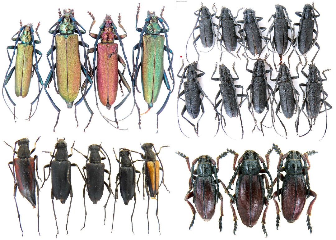 珍しいカミキリムシ科:Aromia moscata、Cerambyx scopolii