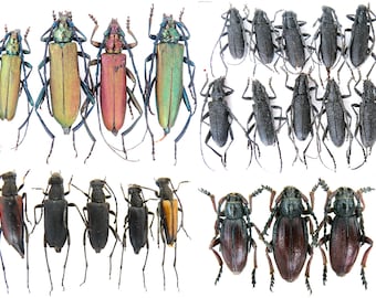 珍しいカミキリムシ科:Aromia moscata、Cerambyx scopolii