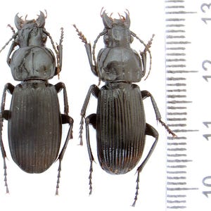 Abax (Abacopercus) schueppeli rendschmidtii NE Carpathians Mts, Carabidae, Carabidae, Carabe très charismatique et magnifique pour l&#39;art et la collection