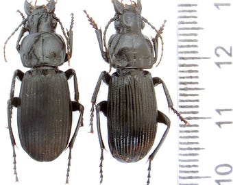 希少なオオオニオオゴミムシ（Carabus Lipaster stjernvalli osellai