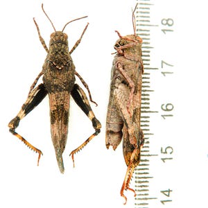 Può includere: Due cavallette marroni mostrate in vista dorsale e laterale accanto a un righello. Gli insetti presentano motivi maculati marroni e neri sul corpo e sulle zampe. Il righello indica una lunghezza di circa 4 centimetri per la cavalletta.