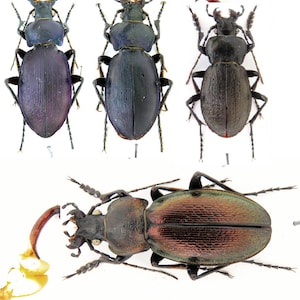 Mélange Morphocarabus, helleri, rothi ormayi, spasskianus, coléoptère terrestre, insectes, art de la collection entomologique Insekten, bijou de coléoptère terrestre