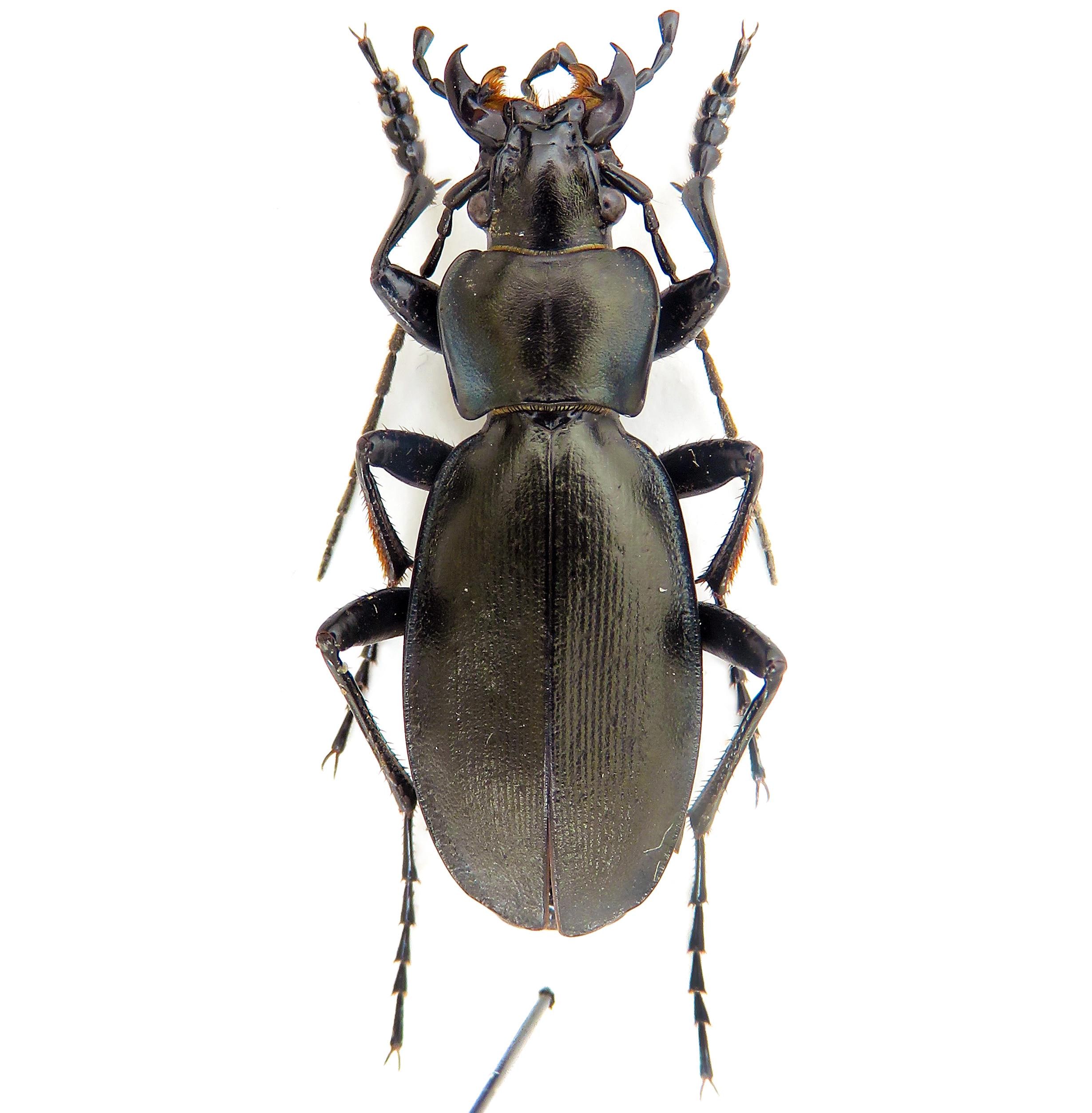 Caucasus Beetle - Etsy
