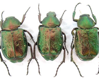 緑色のコガネムシ（Chrysina Victoriana）の実物標本のみ。coleoptera