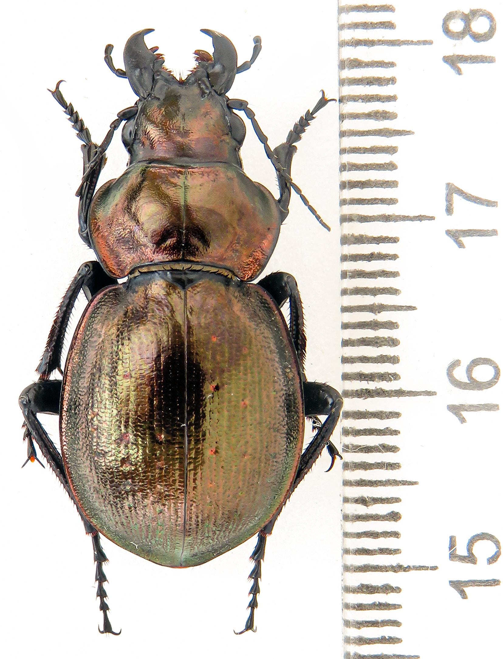 オサムシ 昆虫シリーズ43 あきた森づくり活動サポートセンター オサムシ 昆虫シリーズ43 あきた森づくり活動サポートセンター