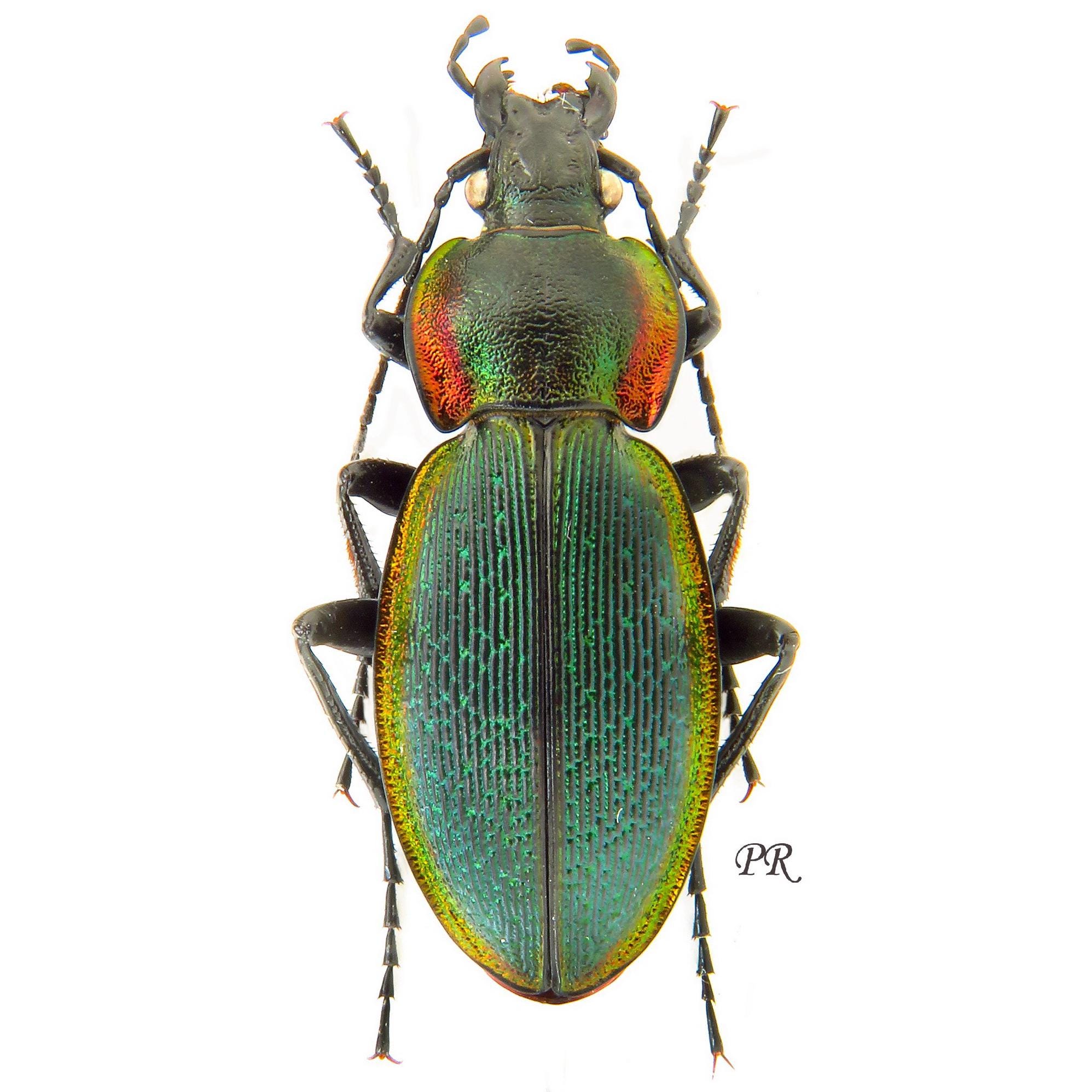 壮麗な希少オサムシ - Carabus excellens n. lomnitzkii、中央