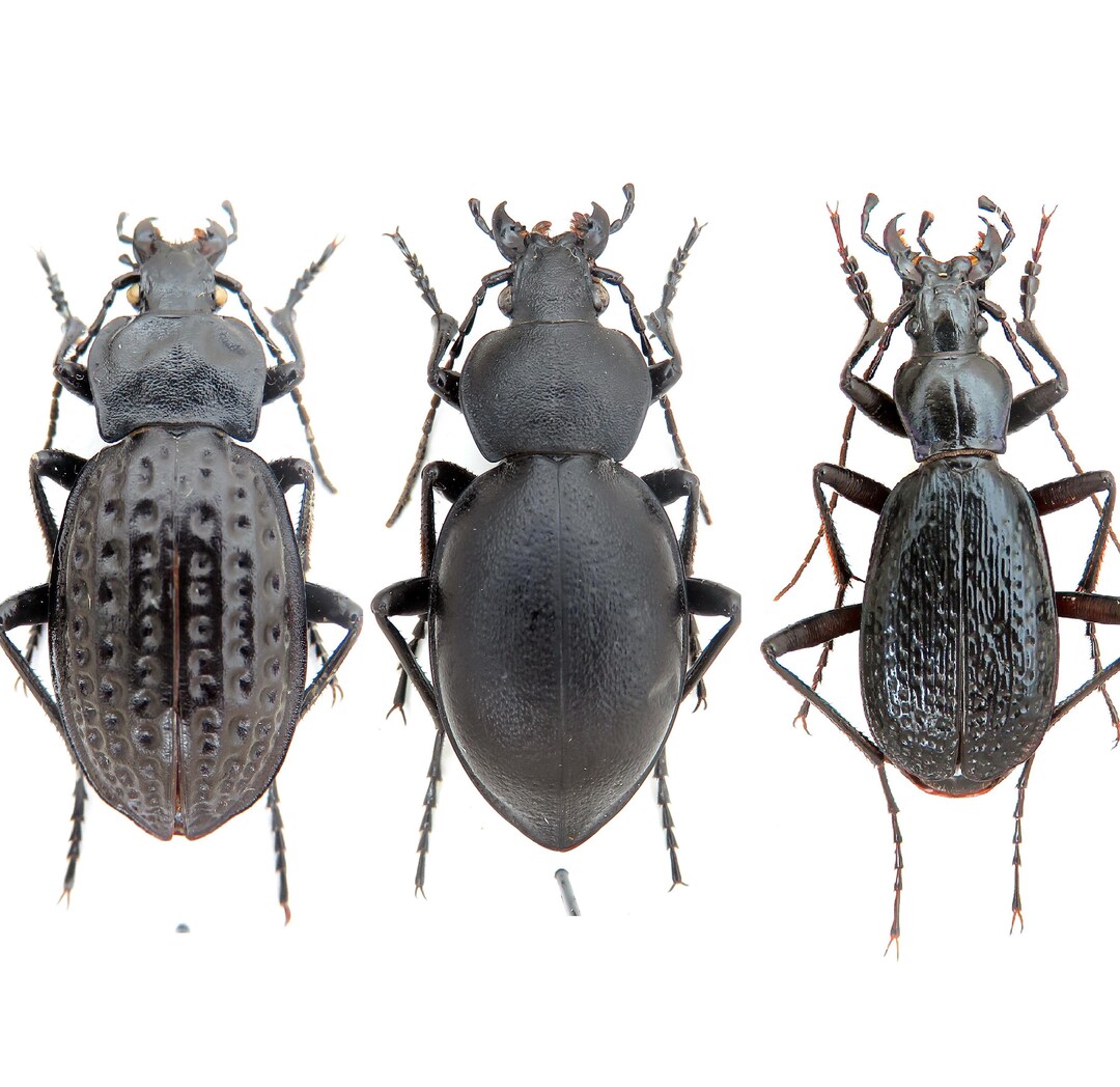 Unique Insect Gift for Collectors Rare Carabus MIX, Mounted Insects ...