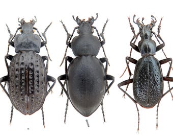 Miscelânea rara de Carabus, insetos empalhados, besouros da montanha, coleção para profissionais, presente exclusivo para colecionadores, taxidermia de Carabidae.