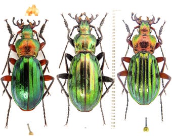 29mm】ヒスパヌスコガネオサムシ 標本 Carabus きらめく甲虫ゴミムシ