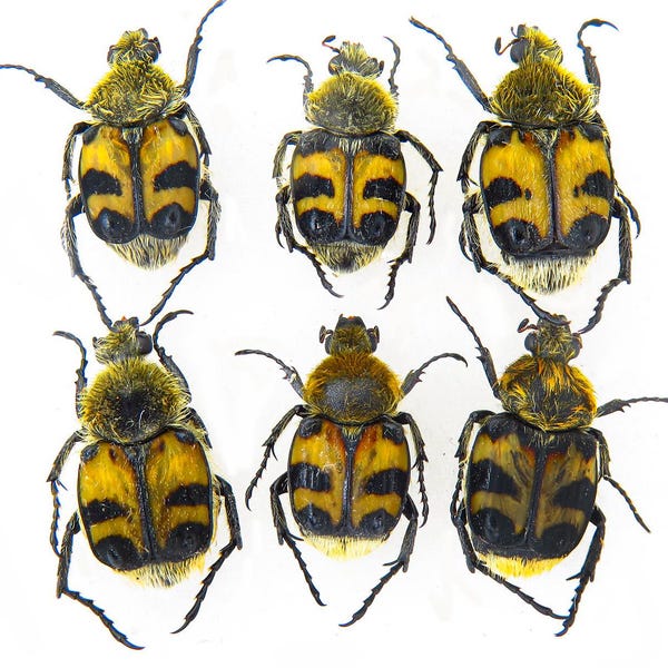 Scarabaeidae mix, Trichius fasciatus, Cetoniinae dried insects, bugs, scarab beetle Coléoptères, collection entomologique, insectes art