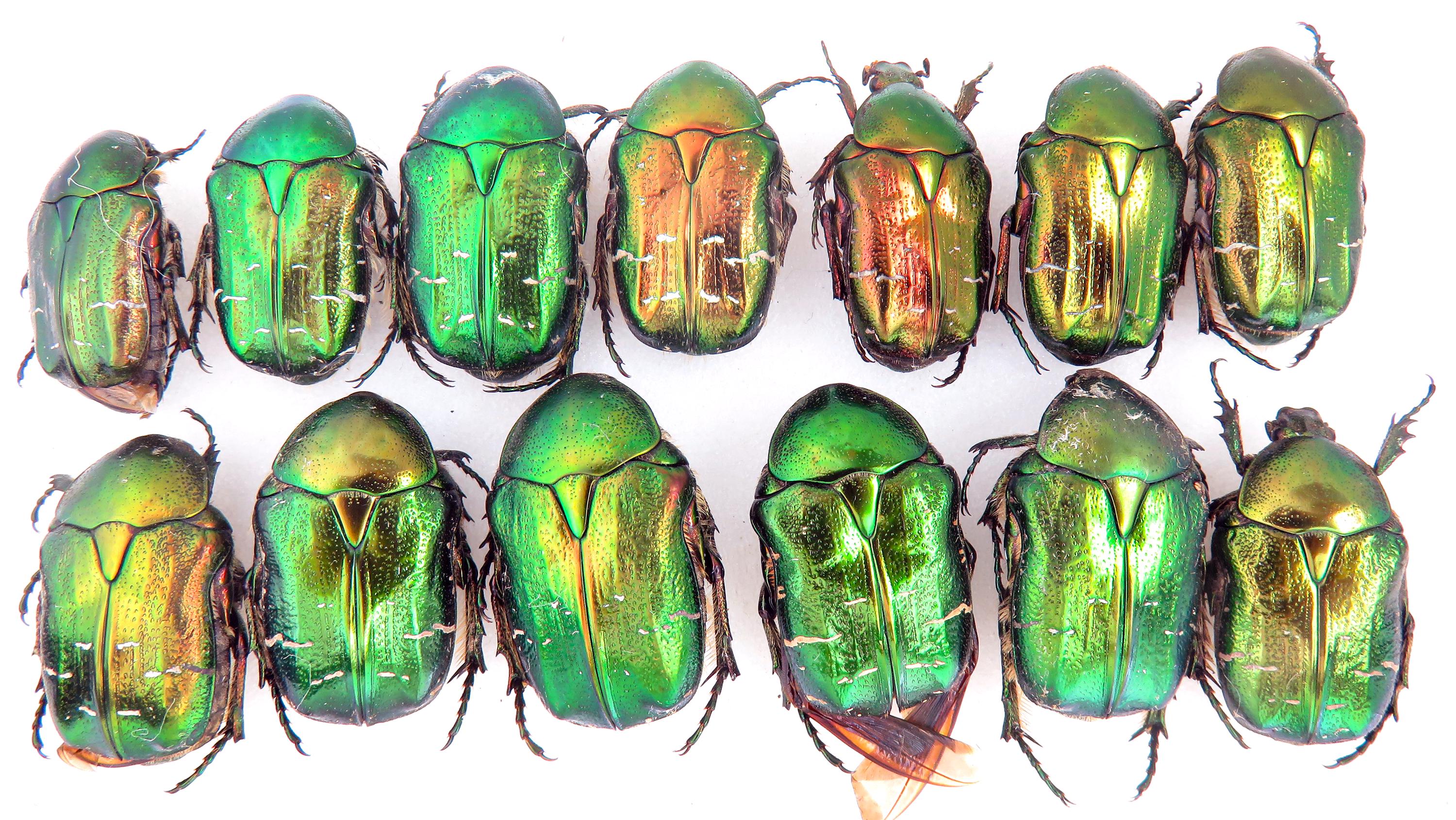 Cetonia Aurata 12 Pcs. Cetoniinae, Real Green Small Unmounted 
