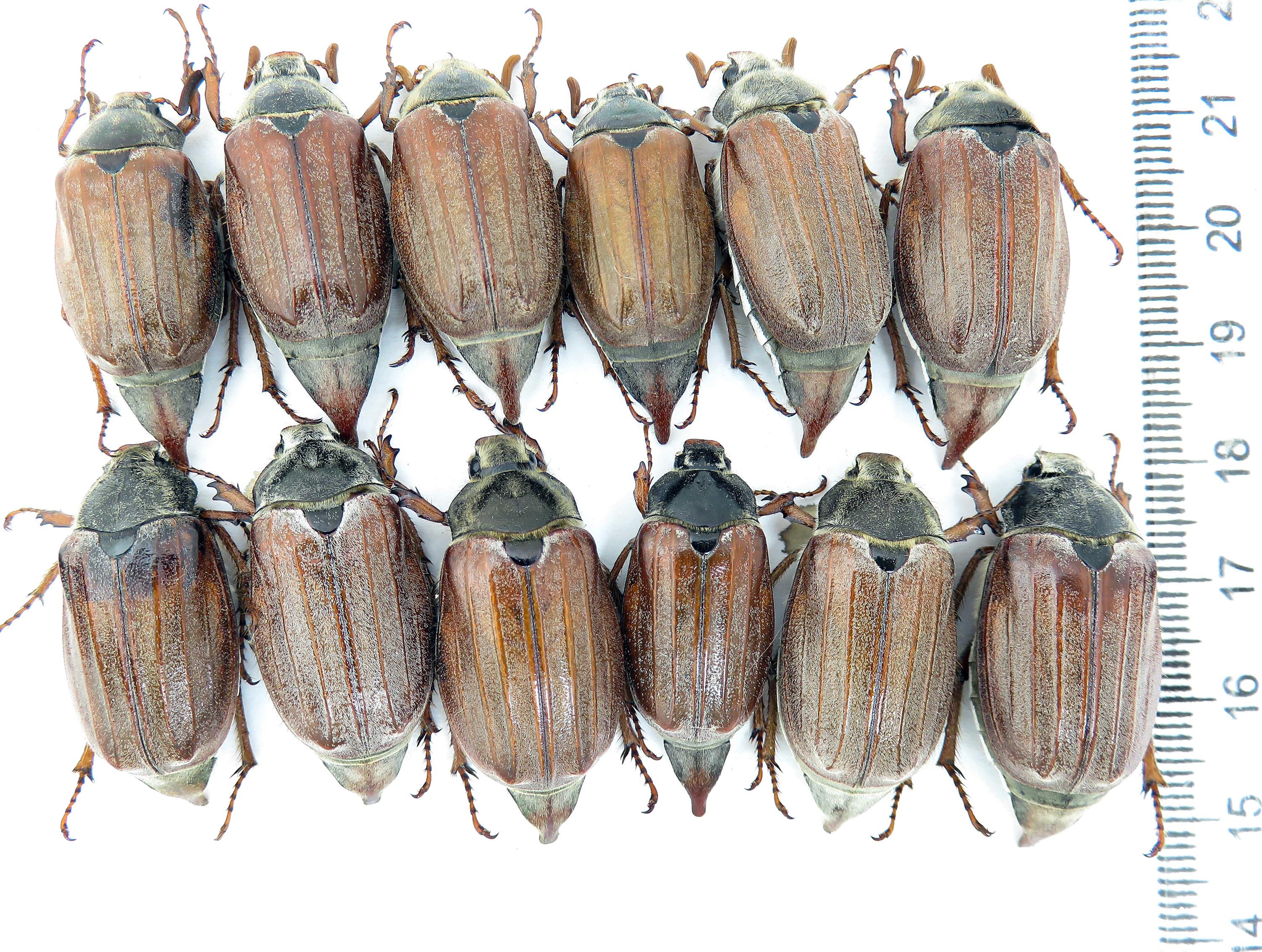 Cetoniinae - Etsy Denmark