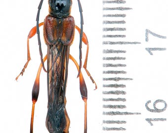 巨大なNecydalis major A1 37-38 mm、希少な短翅カミキリ、ハチ擬態