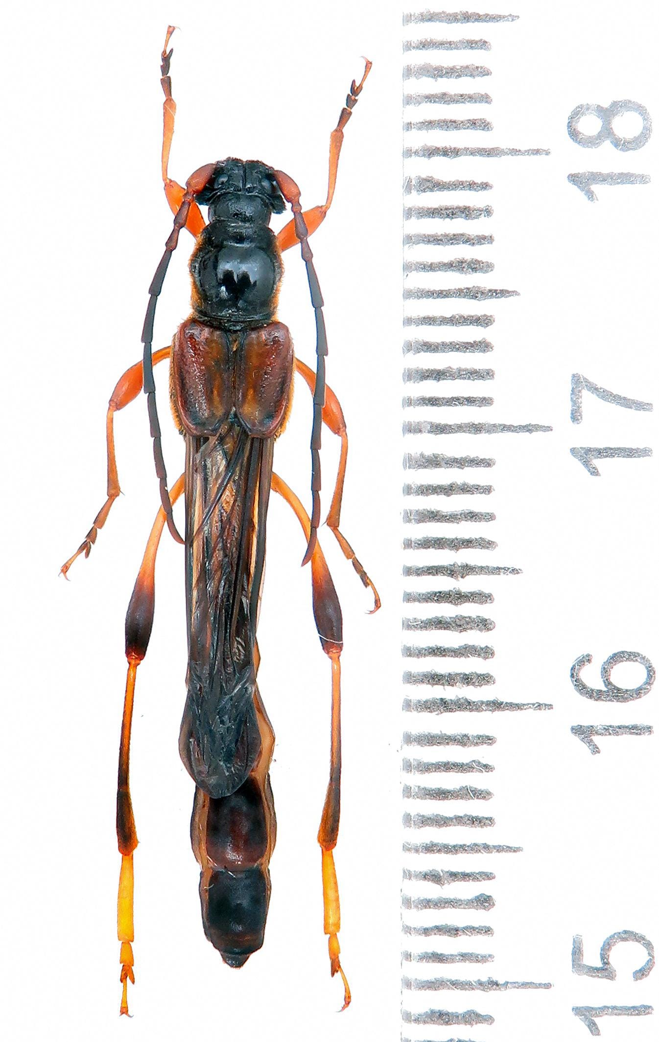 標本 Yunnan China Necydalis s.p 23mm Huge Necydalis Major A1 37-38 Mm, Rare Short-winged Longhorn