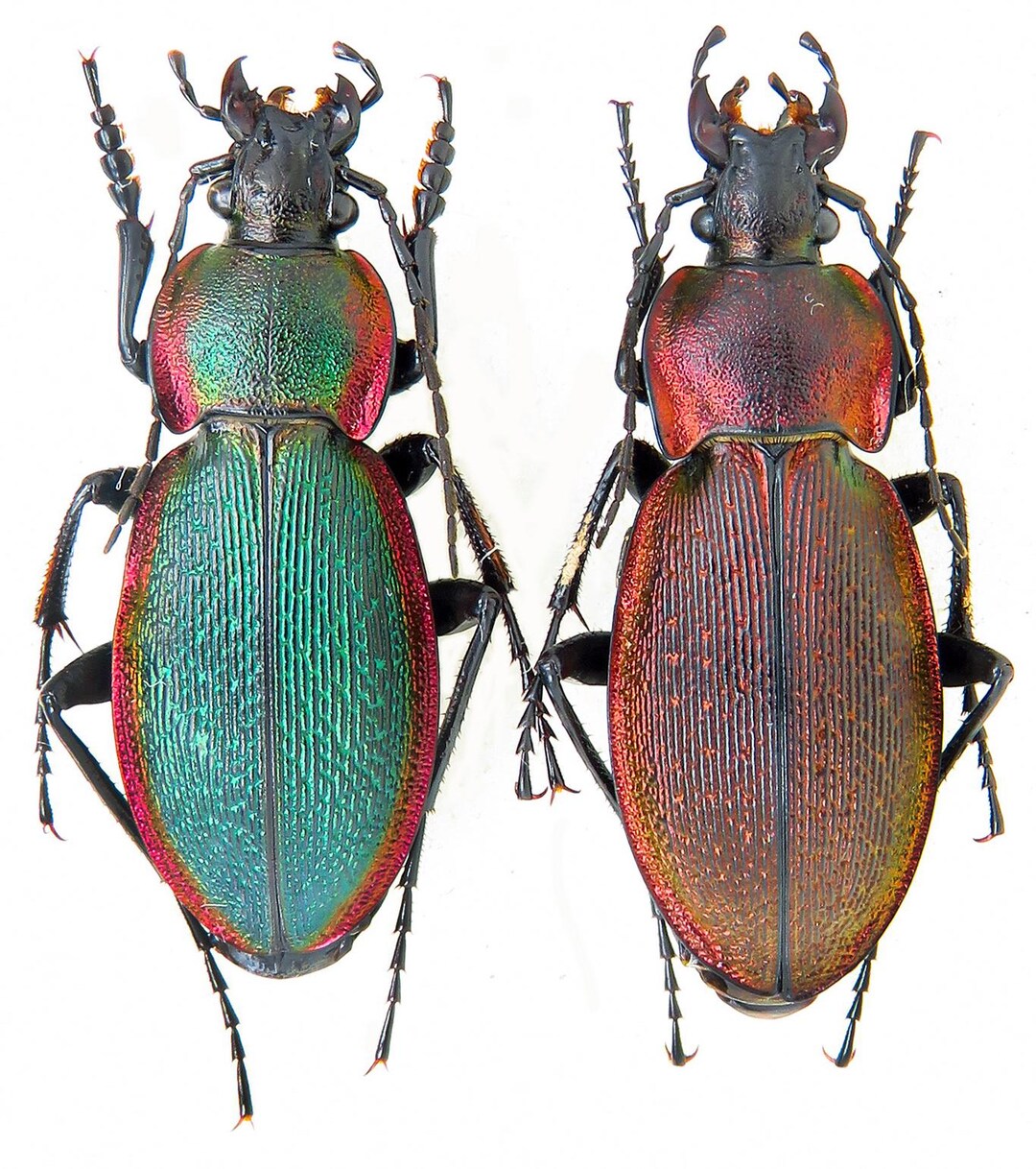 壮麗な希少オサムシ - Carabus excellens n. lomnitzkii、中央