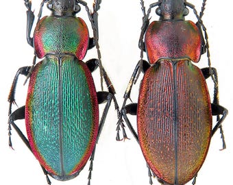 1 A-1 Mesotopus Tarandus 48mm Cameroon Male Lucanid Stag Beetle