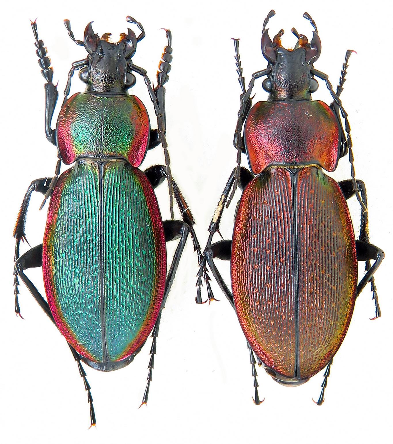 壮麗な希少オサムシ - Carabus excellens n. lomnitzkii、中央