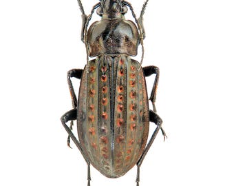 Carabus (Limnocarabus) clathratus n. multipunctatus、メタリックオサムシ、データラベル付き専門家向け昆虫標本、乾燥昆虫
