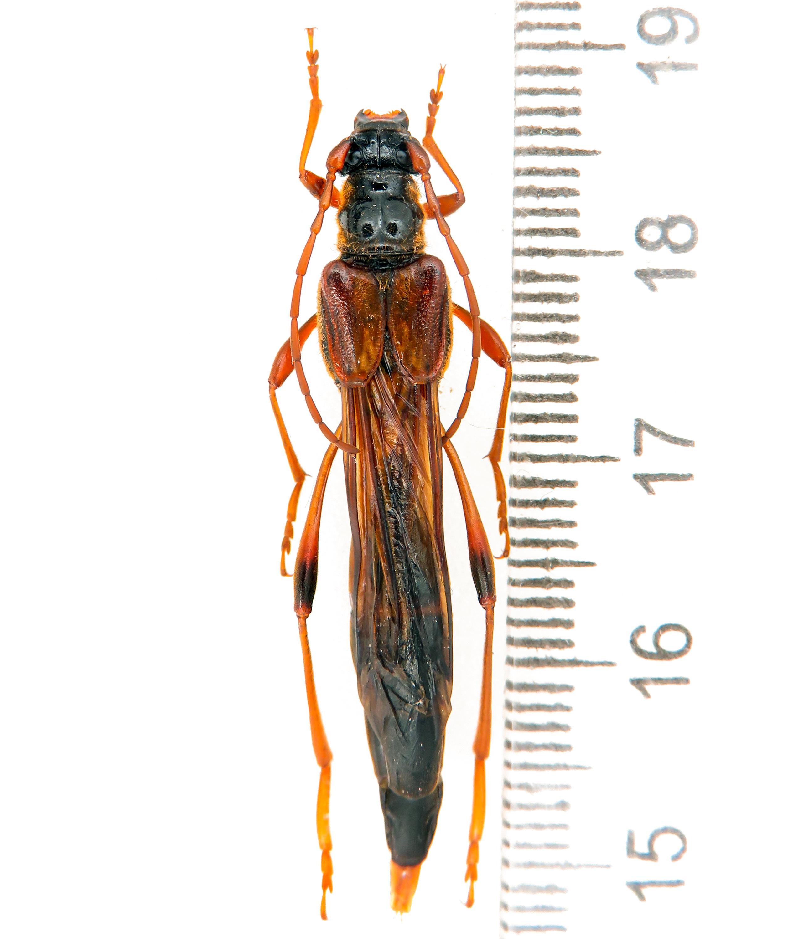 Huge Necydalis Major A1 37-38 Mm, Rare Short-winged Longhorn