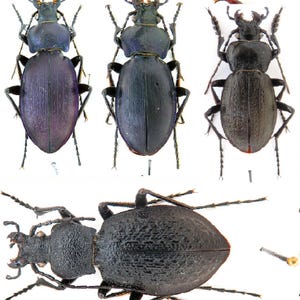seltene Carabus-Mischung, Fraterculus Korea, Rothi ormayi, Insekten, Insektenentomologische Sammlungskunst, Laufkäferjuwel, präparierte Insekten