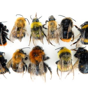 Op de afbeelding: Een verzameling van tien hommels gerangschikt in twee rijen, met diverse kleurpatronen waaronder zwarte, gele, oranje en bruine pluizige lichamen met doorschijnende vleugels en dunne antennes, allemaal bekeken vanuit een bovenaanzicht.