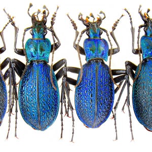 Puede incluir: Cuatro escarabajos terrestres de color azul iridiscente dispuestos en fila, cada uno con un caparazón ovalado texturizado, antenas largas y seis patas. Una regla vertical es visible en el lado derecho, mostrando medidas en centímetros.