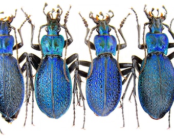 Carabus (Megodontus) violaceus andrzejuscii 昆虫の芸術コレクション