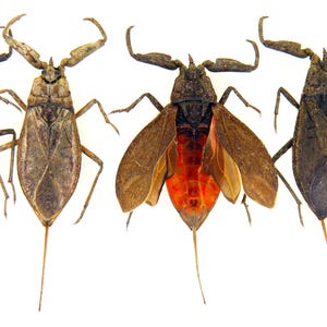 Puede incluir: Cuatro insectos marrones con colas largas y finas se muestran sobre un fondo blanco. Uno de los insectos tiene las alas abiertas, revelando un abdomen rojo. Una regla está colocada a la derecha, indicando una longitud de aproximadamente 18 unidades.