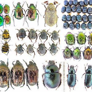 Könnte beinhalten: Eine Sammlung verschiedener Käfer, die eine vielfältige Palette an Farben und Mustern zeigt. Die Insekten variieren in Größe und Form, mit schillernden grünen, goldenen und schwarzen Exoskeletten. Einige Käfer haben einen metallischen Glanz, andere weisen komplizierte Muster auf.