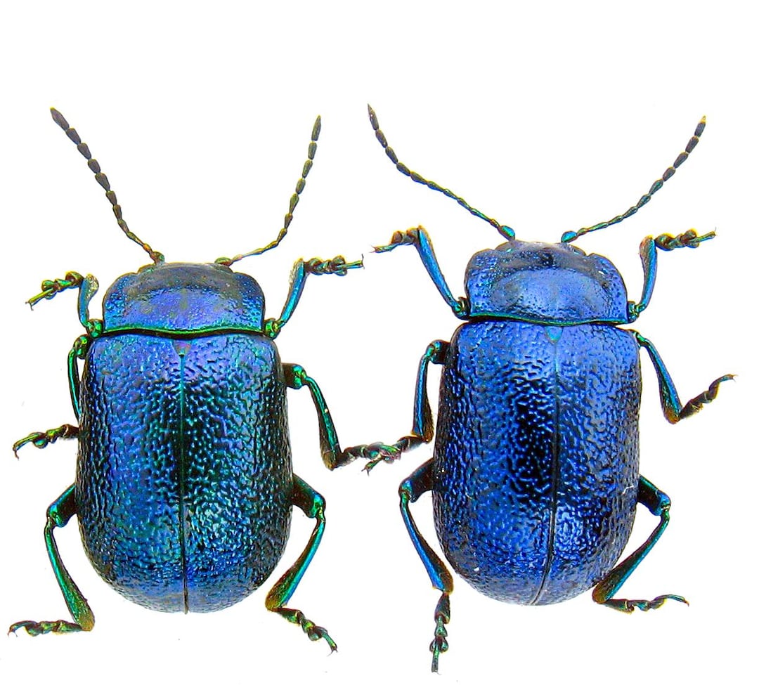 ハムシ、タマムシ科 Oreina caerulea-alpestris、昆虫、Insekten 昆虫