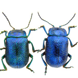 Puede incluir: Dos escarabajos iridiscentes con un acabado metálico azul y verde. Cada insecto presenta un exoesqueleto texturizado y picado, seis patas articuladas y dos antenas largas y segmentadas que salen de la cabeza. Los cuerpos muestran un color vibrante.