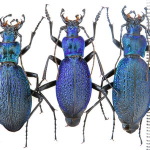 Op de afbeelding: Drie iriserende blauwe kevers met zwarte poten en antennes worden getoond tegen een witte achtergrond. De kevers hebben een metallic glans, met een liniaal ernaast voor de schaal. De kevers zijn ongeveer 3,8 cm tot 4,4 cm lang.