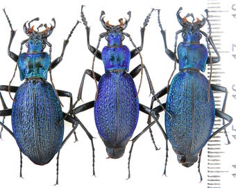 1 A-1 Mesotopus Tarandus 48mm Cameroon Male Lucanid Stag Beetle