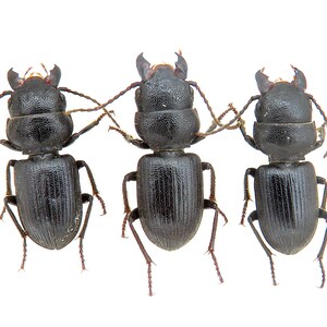 Puede incluir: Tres escarabajos negros alineados sobre un fondo blanco. Cada insecto tiene un cuerpo segmentado, seis patas y antenas. Una regla en el lado derecho proporciona una escala en centímetros.