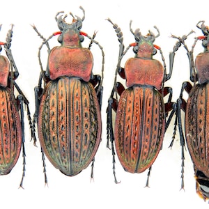 May include: Four beetles are displayed against a white background. The beetles have reddish-brown heads and thorax, with dark legs and antennae. Their bodies are a mix of brown and green, with vertical striped patterns.
