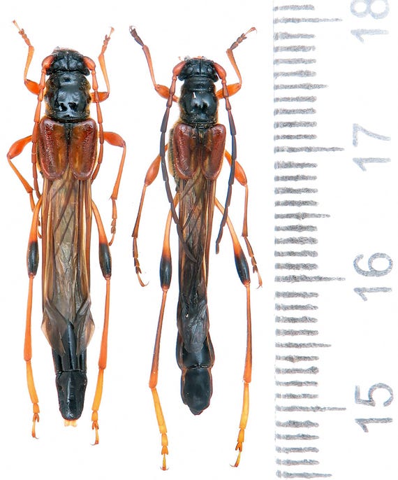 巨大なNecydalis major A1 37-38 mm、希少な短翅カミキリ、ハチ擬態