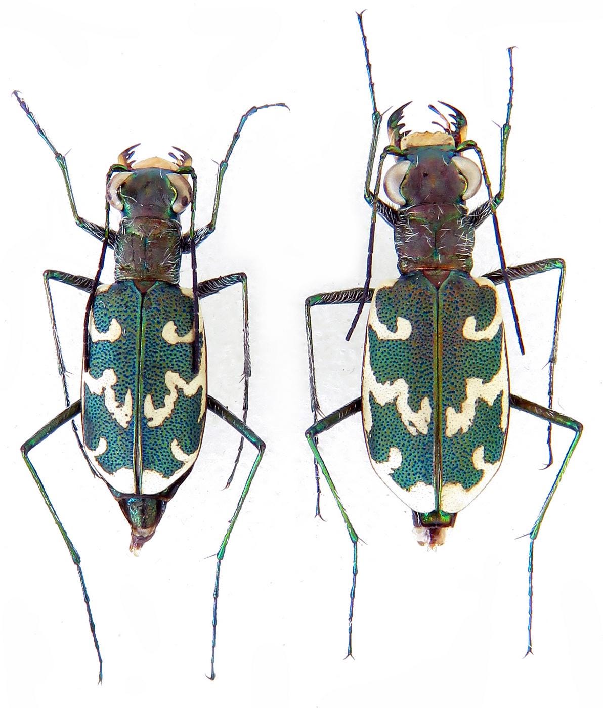 ウクライナ産の希少なハンミョウ（Cylindera arenaria viennensis