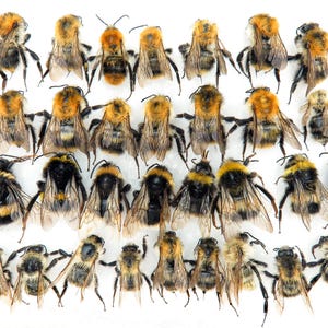 Real Bumblebee Set Collection of 28pcs, Entomological Taxidermy Art | Bombus Hymenoptera, Wasps Insects Specimen | Oddities Curiosities Gift