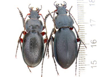 希少なオオオニオオゴミムシ（Carabus Lipaster stjernvalli osellai