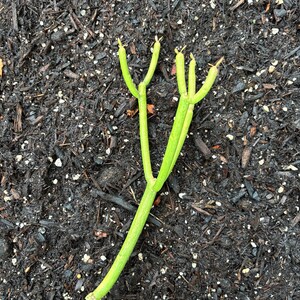 8–10 inch Euphorbia Fire Sticks, Pencil Cactus Succulent Cuttings, Unrooted/Bare Stem