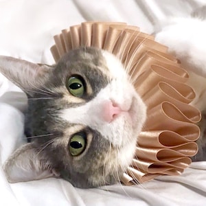 Cat Pet Dog Costume Ruffled Collar Champagne Neck Ruff Victorian Steampunk Edwardian Elizabethan