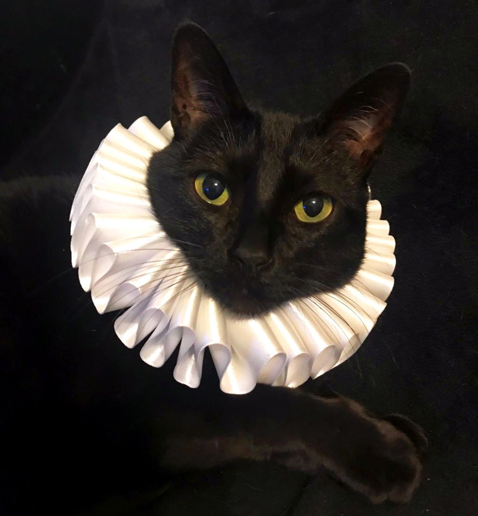 Cat Pet Dog Costume White Ruffled Collar Neck Ruff Victorian Etsy