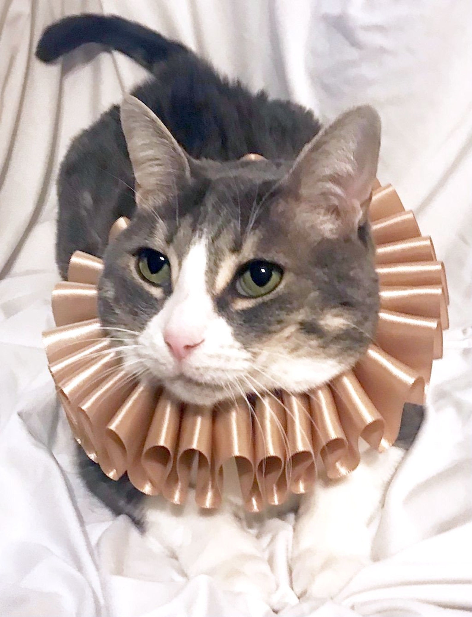 Cat Pet Dog Costume Ruffled Collar Champagne Neck Ruff Etsy