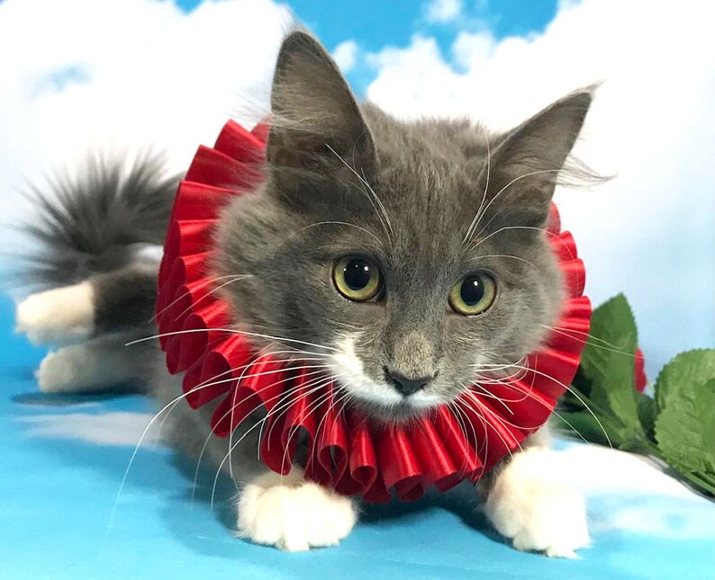 Cat Pet Dog Costume Red Ruffled Collar Neck Ruff Victorian | Etsy