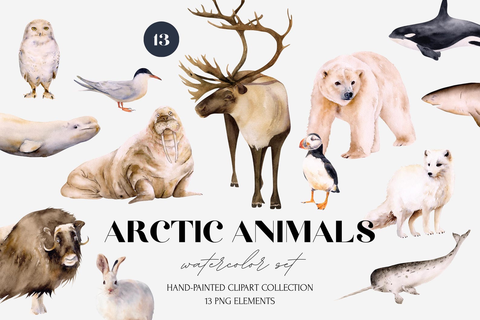 Watercolor Arctic Animals Clipart PNG - Reindeer, Walrus, Polar Bear ...