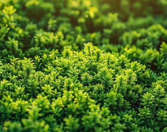 Green Forest Moss Art – Nature Texture Wall Decor (digital download)