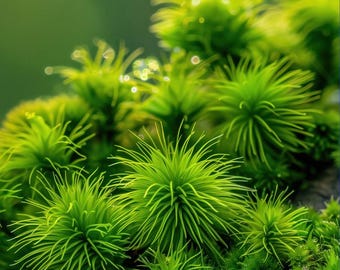 Arte macro de musgo verde – Póster con textura de naturaleza vibrante (descarga digital)