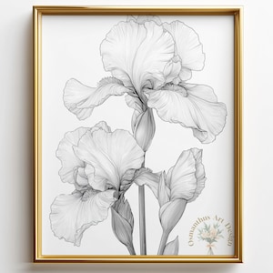 Puede incluir: Impresión en blanco y negro de flores de iris en un marco dorado. La detallada ilustración muestra los delicados pétalos y tallos de los iris, con la firma del artista en la esquina inferior derecha. La obra de arte es de temática botánica.