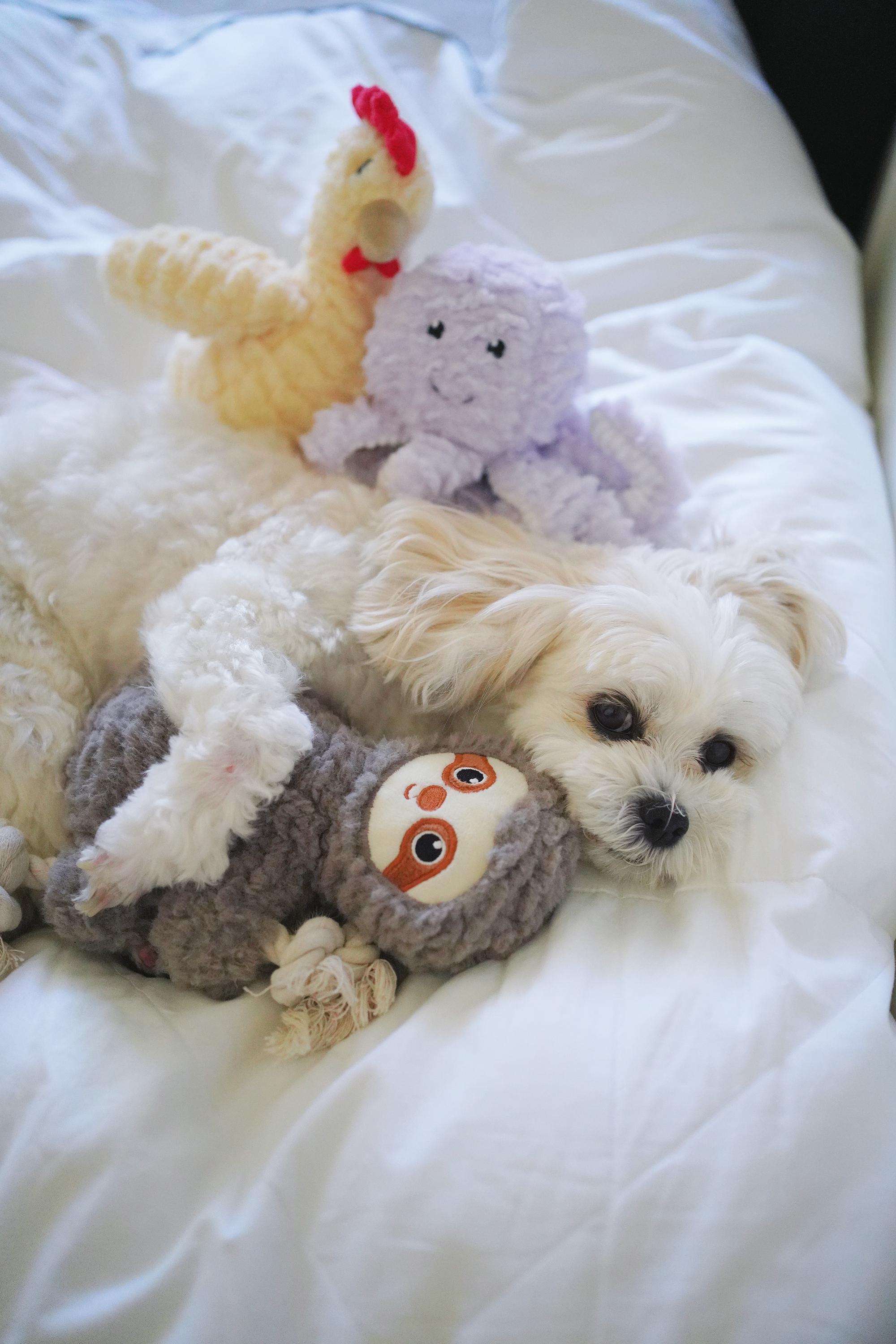 Squeaky Dog Toy Bundle: Chicken, Octopus, Sloth